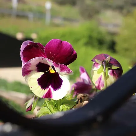 El Balcon Del Hueznar Cazalla de la Sierra